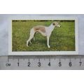 1961 Hornimans Tea Dogs No. 8 Whippet