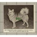 (4535) Miss S Fitchett ANTON OF PAMISSA Finnish...