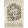 1841 The Penny Magazine No. 610 peat gatherers,...