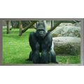 The Gorilla's Vigil A5 Chrome