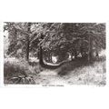 Dorking, Surrey - Glory Woods - Raphael Tuck re...