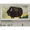 Neilson's Interesting Animals card No. 24 Yak