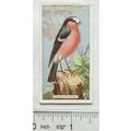 1939 Ogdens British Birds cut-out No. 3 Bullfinch