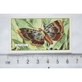 1938 Gallaher's Butterflies & Moths No. 10 Old ...