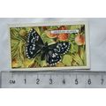 1938 Gallaher's Butterflies & Moths No. 7 Crizz...