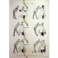 New Hat, Victorian Humour, Book Illustration (P...