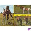 GB Postcard - New Forest Ponies, Hampshire