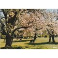 Normandie Pommiers en fleurs France Postcard po...