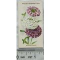 1910 Wills Old English Garden Flowers No. 43 Ca...