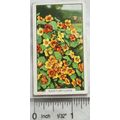1938 Gallaher's Garden flowers No. 21 Nasturtiums
