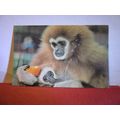 LAR GIBBON, LONDON ZOO unused postcard by ZSL, ...