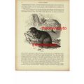 Beaver, Book Illustration (Print), 1896