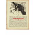 Great Ant-Bear, Book Illustration (Print), 1896