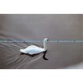 D025246 Mute Swan. Clumber Lake. The National T...