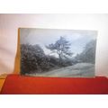 WEDDED BOUGHS unused antique postcard Knight se...