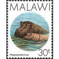 Malawi 1987 Hippopotamus 30t Female Calf Unmoun...