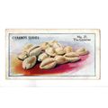 CEREBOS TRADE CARD SEA SHELLS 1925 NUMBER 21 TH...