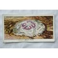 1938 Wills The Sea-Shore No. 42 Jelly-fish