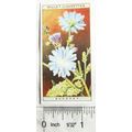 1923 Wills, Wild Flowers No. 40 Succory