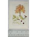 Vintage illustration: The Wild Cherry, Plate XXIV