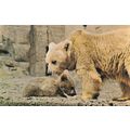 Syrian Bear Baby at London Zoo 1970s Postcard