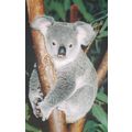 Koala Bear IFAW Rare Postcard