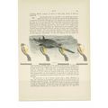 Saw-Fish, Animal Book Illustration (Print), c1916