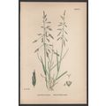 REFLEXED MEADOW-GRASS 1872 John Edward Sowerby ...