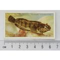 1935 Players Sea Fishes No. 36 Tom-pot Blenny o...