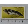 1935 Players Sea Fishes No. 37 Cat-fish