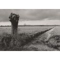 Pollarded Somerset Willow Tree Rare Book Launch...