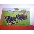 YOUNG & Co, SHIRE HORSES, WANDSWORTH, LONDON , ...