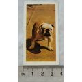1961 Hornimans Tea Dogs No. 29 Bulldog