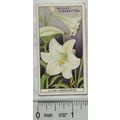 1933 Wills Garden Flowers No. 27 Lilium Longifl...
