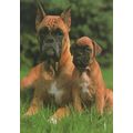 German Grumpy Mum & Child Dog 1980s Postcard
