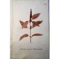 Johann Wilhelm Weinmann - Amaranthus Purpureus ...