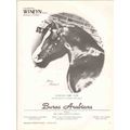 buras arabians 1972 champion wineyn kaneyn cand...