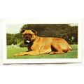 1960 Horniman's Tea card Pets No. 2 Boxer