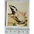 1936 Godfrey Phillips Animal Studies No. 28 badger