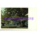 Burnham Beeches Summer, Bucks, Postcard