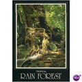 Australia Postcard 1983 - Tropical Rain Forest