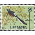 SINGAPORE, BIRD, White-rumped shama, Copsychus ...