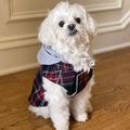Weekender Dog Sweatshirt Hoodie - Red and Black...