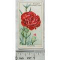 1933 Wills Garden Flowers No. 11 Carnation