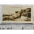 1926 Pattreiouex Real Photos Animals No. CA38 -...