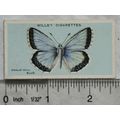 1927 Wills British Butterflies No. 5 Chalk-hill...