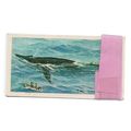WONDERS OF WILDLIFE full set 1-50 Brooke Bond T...