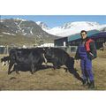 BET.G539: Cattle Farmer Sofus Frederikson outsi...