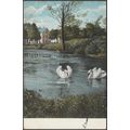 A Pair of Swans, 1905 - Postcard