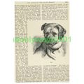 Rab by Dr John Brown, Book Illustration, c1890